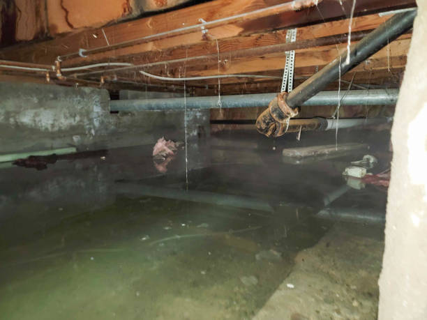 Best Professional water damage repair  in Omao, HI